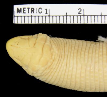 Media type: image; Herpetology R-20624